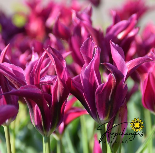 Myöhäinen tulppaani, liljakukkainen Myöhäinen tulppaani, liljakukkainen